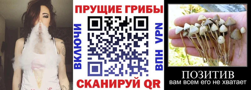Галлюциногенные грибы Psilocybine cubensis  МЕГА ТОР  Верхний Тагил 